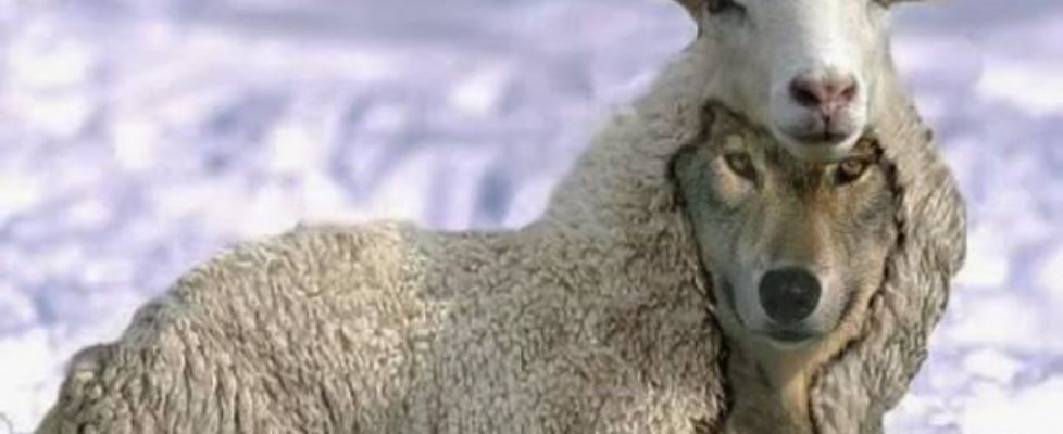 a-wolf-in-sheeps-clothing-01